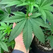 Apple Fritter & Strawberry Cough