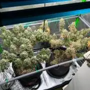 Apple Fritter & Strawberry Cough