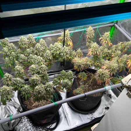 Apple Fritter & Strawberry Cough