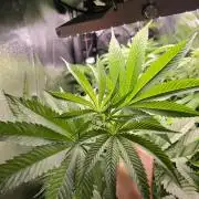 Nectar Drip (Zamnesia Seeds x TICAL)