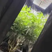 Zupernova Clones