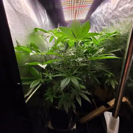 Nectar Drip (Zamnesia Seeds x TICAL)