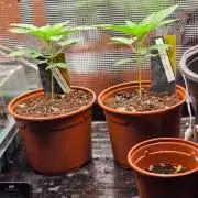 Nectar Drip (Zamnesia Seeds x TICAL)