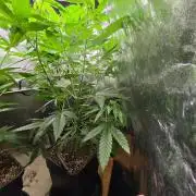 Thai Dream (RQS x Zamnesia) feminized