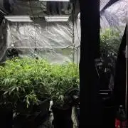 Zupernova Clones