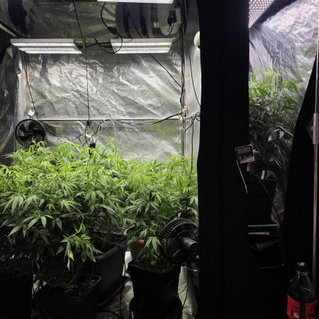 Zupernova Clones