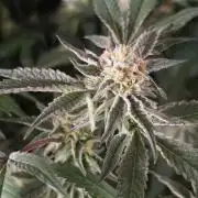 Zupernova Clones