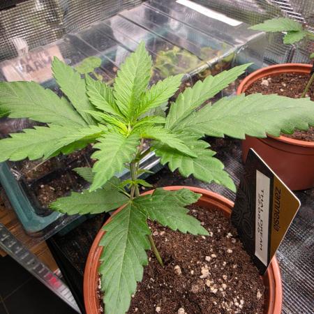 Thai Dream (RQS x Zamnesia) feminized