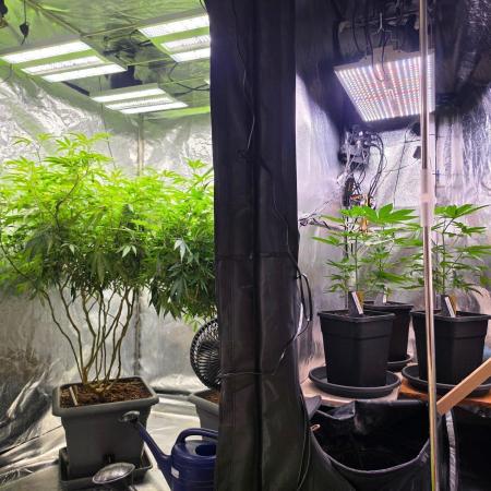 Thai Dream (RQS x Zamnesia) feminized