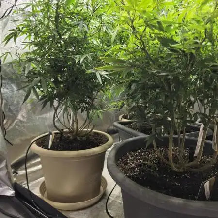 Zupernova Clones
