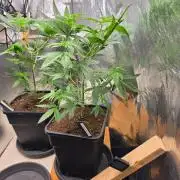 Nectar Drip (Zamnesia Seeds x TICAL)
