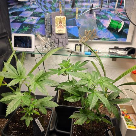 Nectar Drip (Zamnesia Seeds x TICAL)