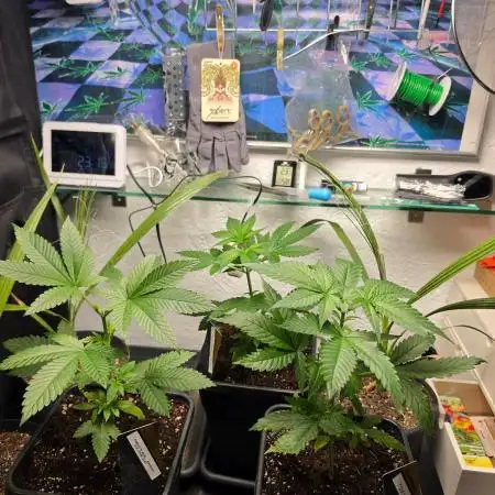 Nectar Drip (Zamnesia Seeds x TICAL)