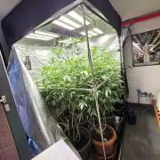 Zupernova Clones