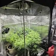 Zupernova Clones