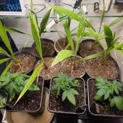 Thai Dream (RQS x Zamnesia) feminized