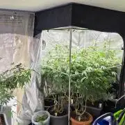 Zupernova Clones