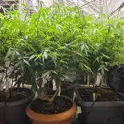 Zupernova Clones