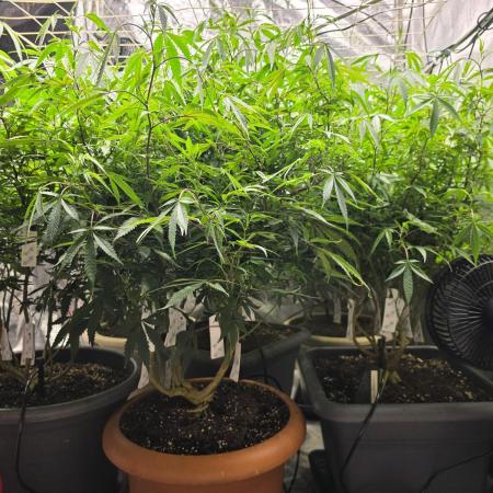 Zupernova Clones