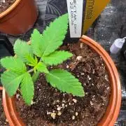 Nectar Drip (Zamnesia Seeds x TICAL)