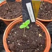 Thai Dream (RQS x Zamnesia) feminized