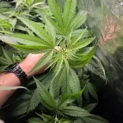 Thai Dream (RQS x Zamnesia) feminized