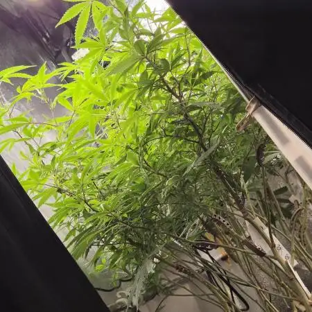 Zupernova Clones