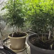 Zupernova Clones