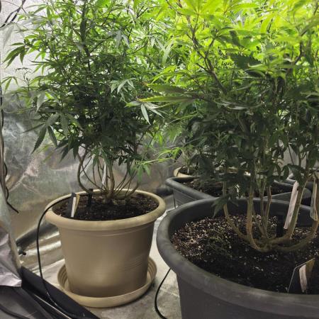 Zupernova Clones