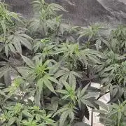 Zupernova Clones