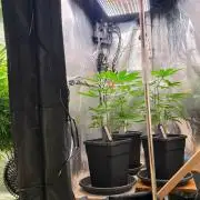 Nectar Drip (Zamnesia Seeds x TICAL)