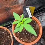 Thai Dream (RQS x Zamnesia) feminized