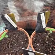 Nectar Drip (Zamnesia Seeds x TICAL)