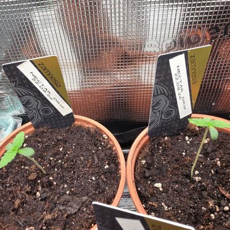 Nectar Drip (Zamnesia Seeds x TICAL)