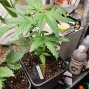 Thai Dream (RQS x Zamnesia) feminized