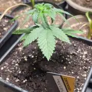 Nectar Drip (Zamnesia Seeds x TICAL)