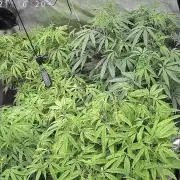 Zupernova Clones