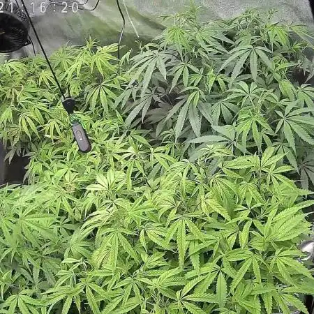 Zupernova Clones