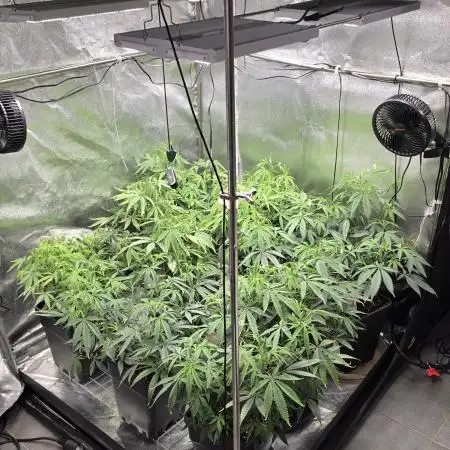 Zupernova Clones