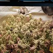 Strawberry-/Rainbow Pave/Lemon CherryPop