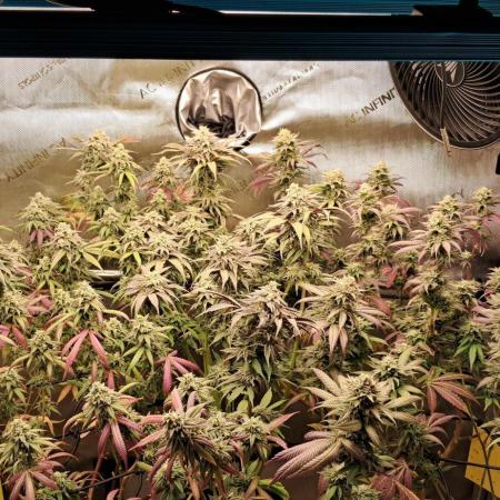 Strawberry-/Rainbow Pave/Lemon CherryPop