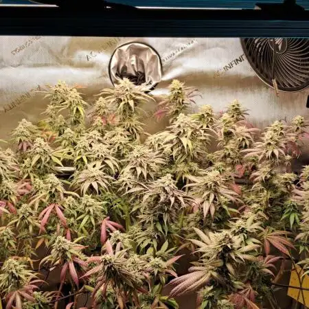 Strawberry-/Rainbow Pave/Lemon CherryPop