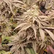 Strawberry-/Rainbow Pave/Lemon CherryPop