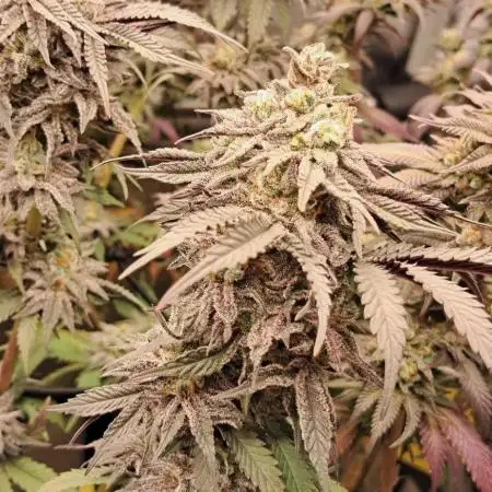 Strawberry-/Rainbow Pave/Lemon CherryPop