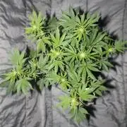 Darkside Cookies Auto Precursor Genetics