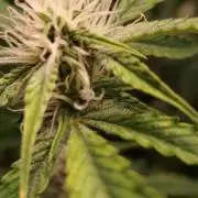 Darkside Cookies Auto Precursor Genetics