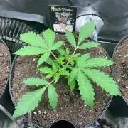Nebula Punch Auto FrostFireSeeds