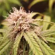 Nebula Punch Auto FrostFireSeeds
