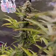 Blue Bourbon Smash Auto Aeque Genetics