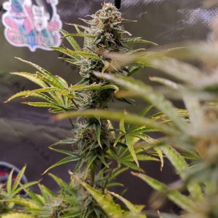 Blue Bourbon Smash Auto Aeque Genetics